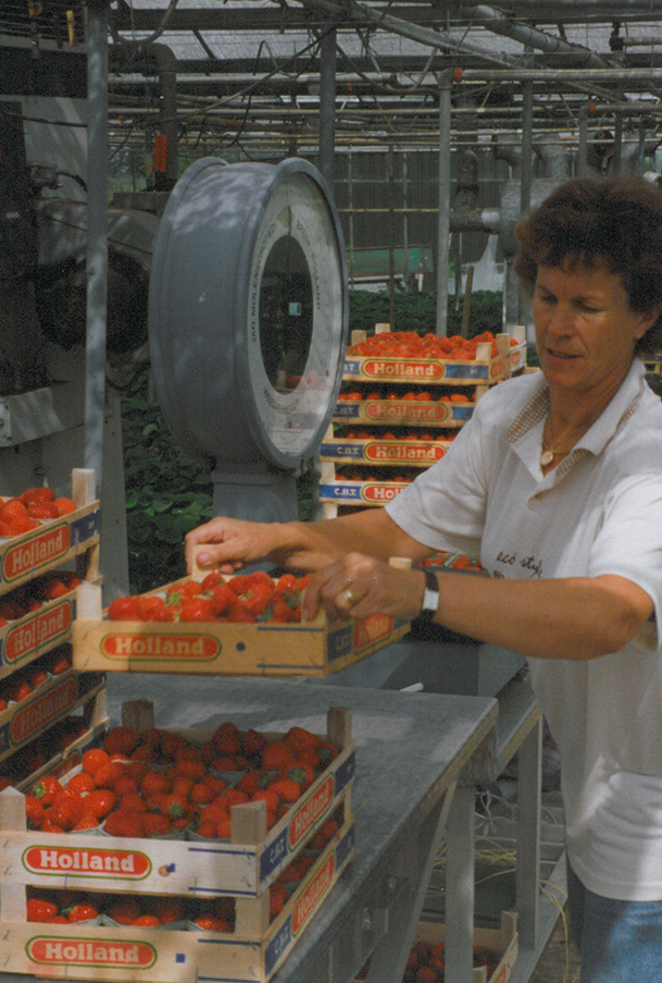aardbeienplantjes-hooymans-compost-2