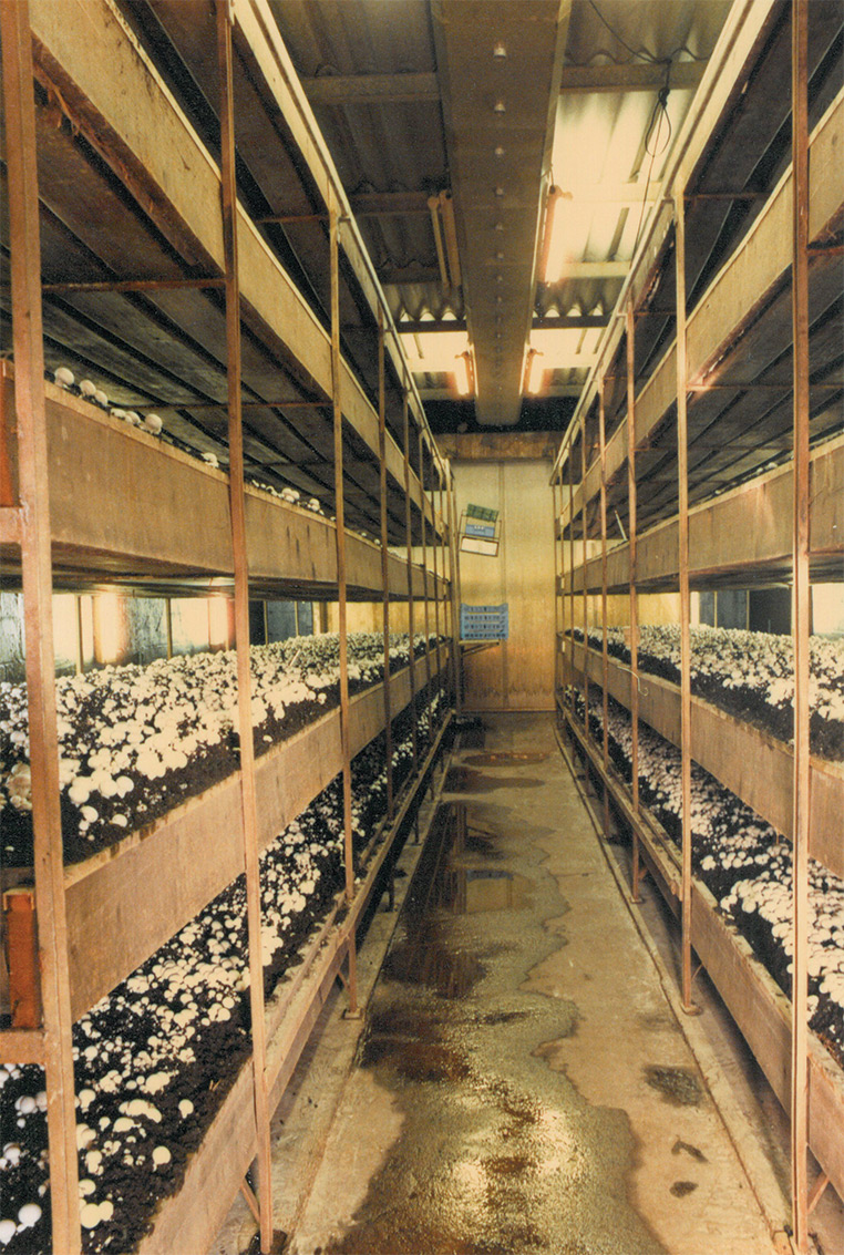 hooymans-compost-1969