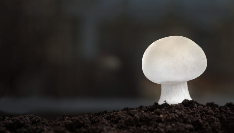 header-hooymans-website-1